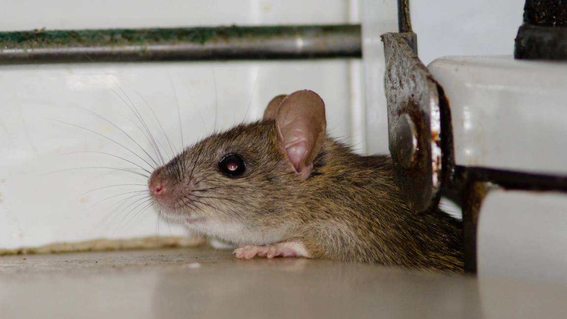Emergency Pest Control Emergency Pest Control