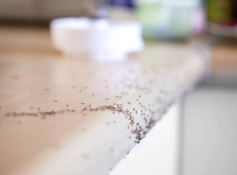 ant removal ant removal
