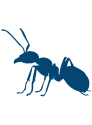 ants